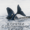 В прятки с полярными китами