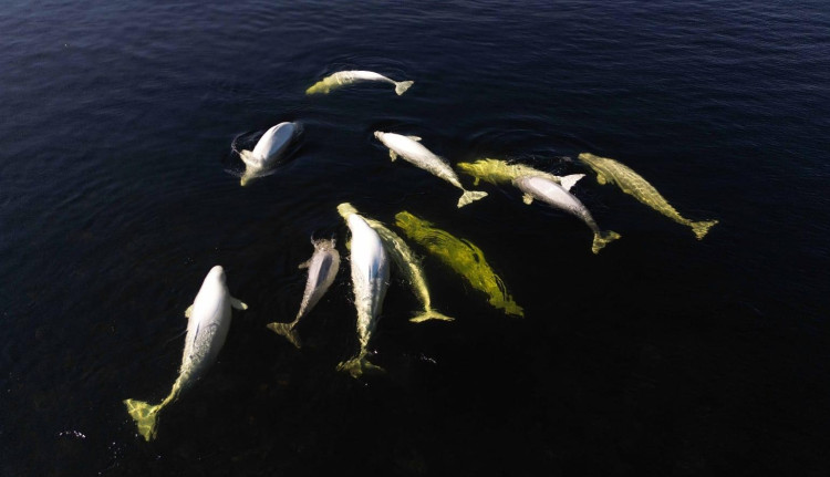 В прятки с полярными китами