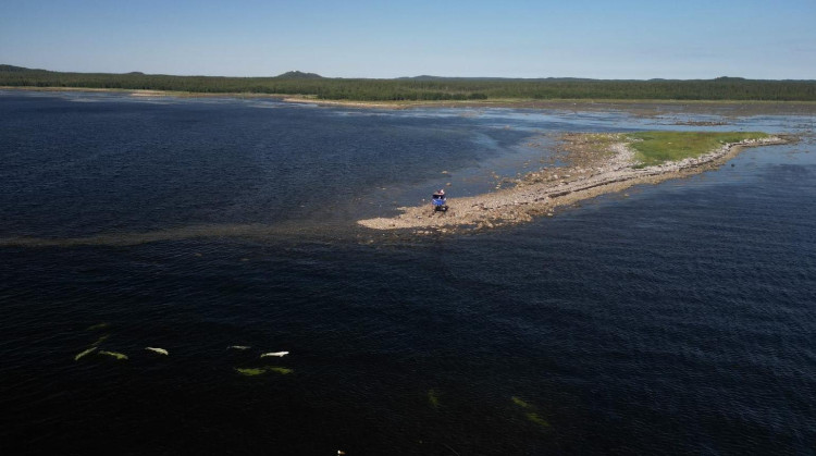 В прятки с полярными китами