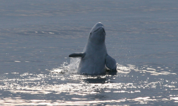 В прятки с полярными китами