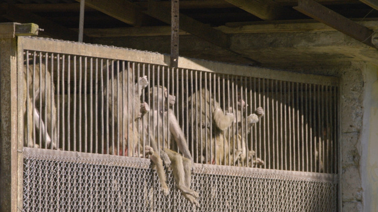 Иваново дело